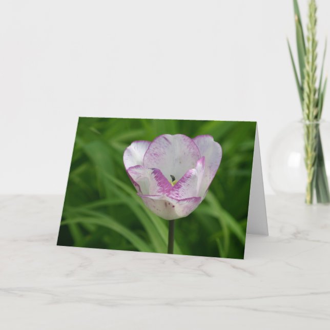 Tarjeta Tulipán morado-blanco (Anverso)