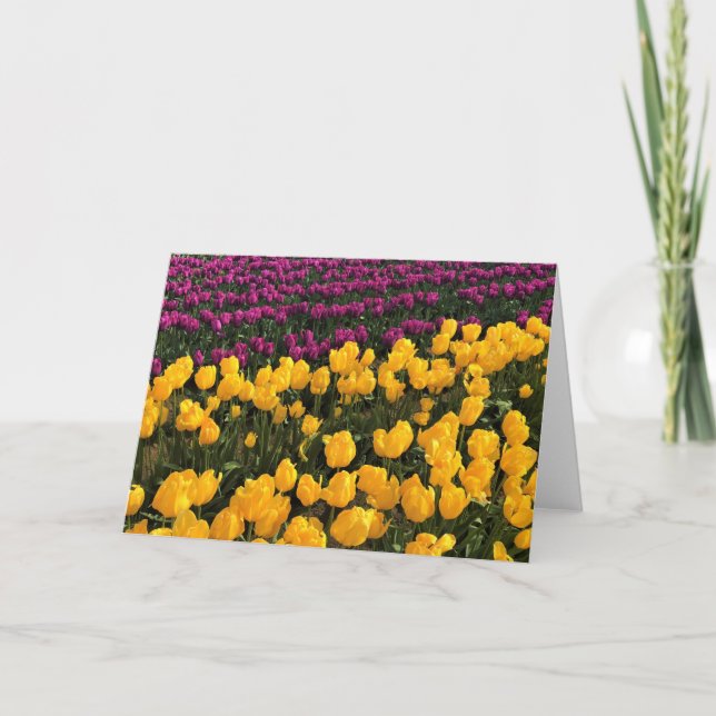 Tarjeta Tulipán morado y amarillo, Oregón (Anverso)