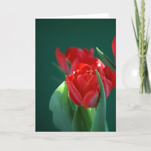 Tarjeta Tulipán rojo