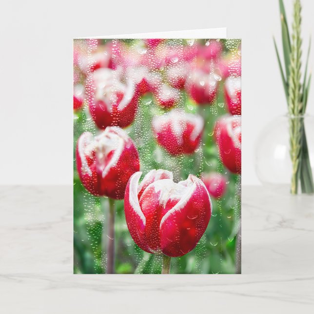 Tarjeta tulipán rojo con las gotas de agua sobre el vidrio (Anverso)