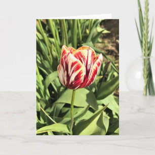 Tarjeta Tulipán rojo y blanco