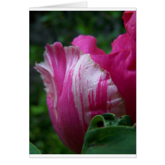 Tarjeta Tulipán rosado