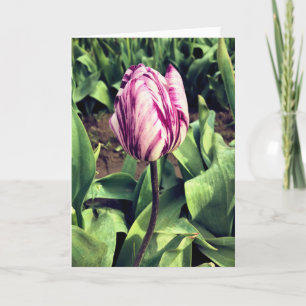 Tarjeta Tulipán único de franja púrpura y blanca