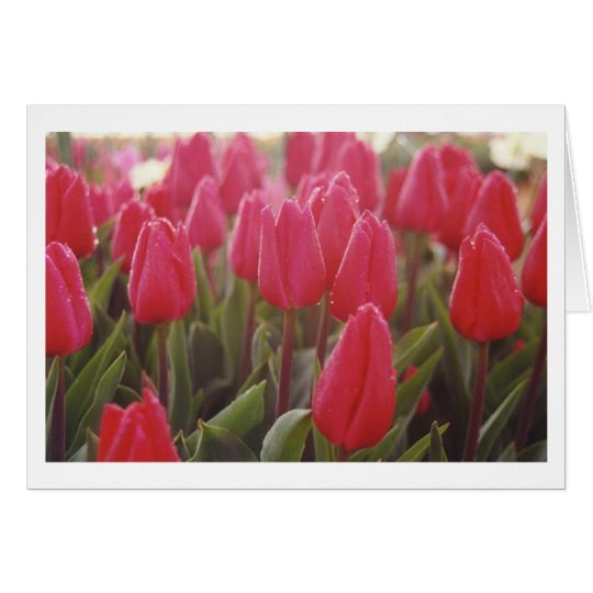 Tarjeta Tulipanes