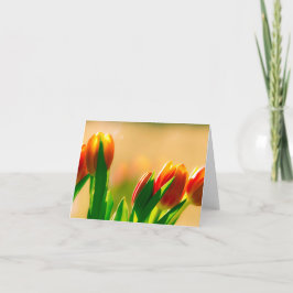 Tarjeta Tulipanes en el sol