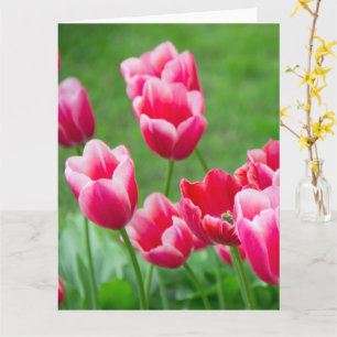 Tarjeta Tulipanes escarlata en el jardín