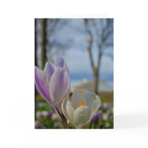 Tulipanes escoceses [Tarjeta de felicitación]