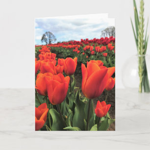Tarjeta Tulipanes naranjas en un campo, Oregon