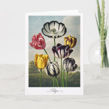 Tulips — Modern Botanical Reinterpretation