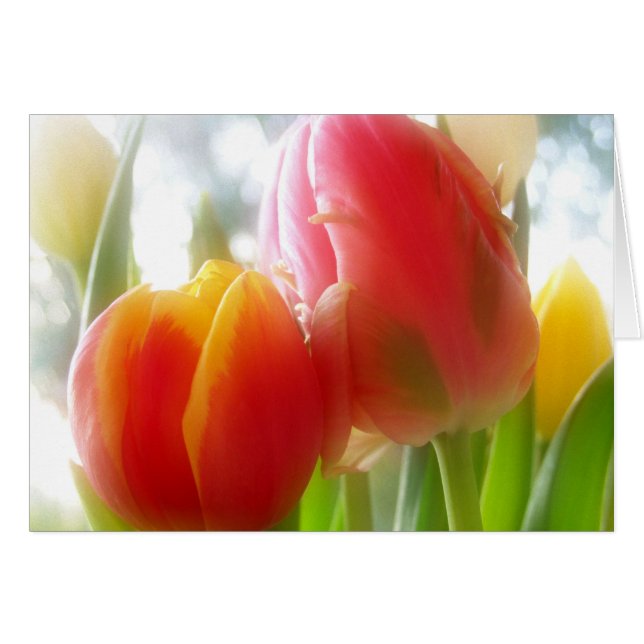 tarjeta tulipsTWOgether (Anverso (Horizontal))