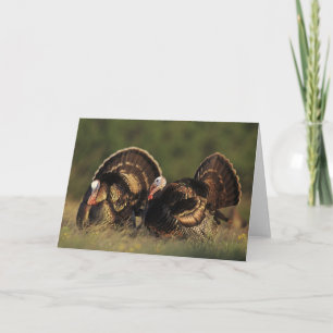 Tarjeta Turquía salvaje, gallopavo del Meleagris, varones