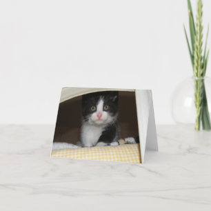 Tarjeta Tuxedo kitten