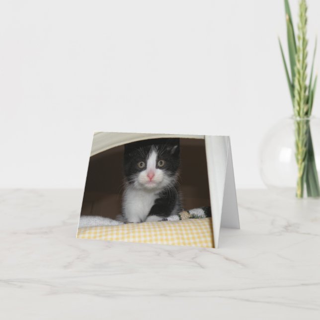 Tarjeta Tuxedo kitten (Anverso)