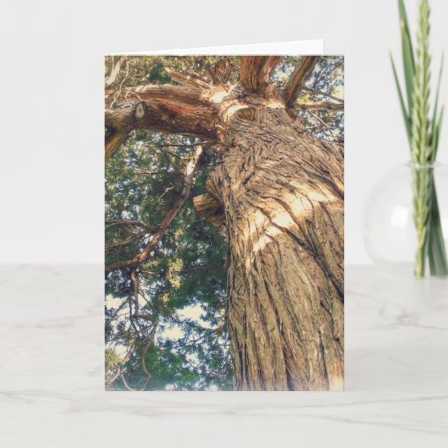 Tarjeta Un árbol muy hermoso (Anverso)