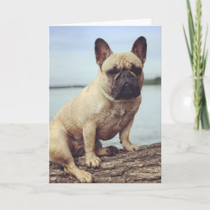 Tarjeta Un Bulldog francés