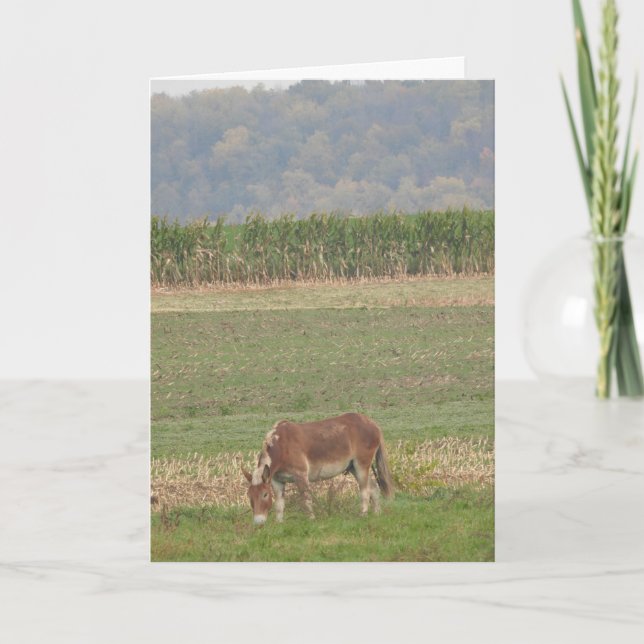Tarjeta Un burro lindo en un campo de campo (Anverso)