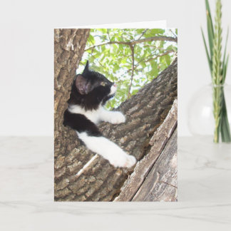 Tarjeta Un Gatito Aburrido Pensando En Ti