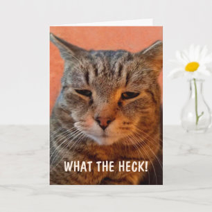 Tarjeta Un gato impaciente enojado se pone bien