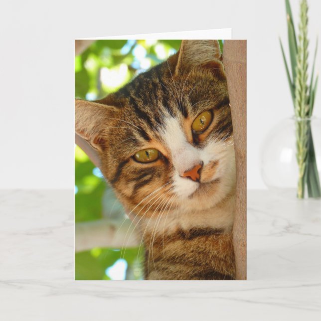 Tarjeta Un gato lindo trepando un árbol (Anverso)