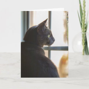 Tarjeta Un gato ofrece hola o condolencia