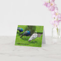 "Un pajarito me lo contó ..." Pavos reales