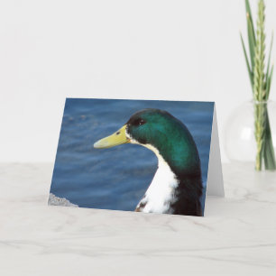 Tarjeta Un Pato En El Parque