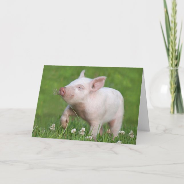 Tarjeta Un piglet blanco lindo huele una flor (Anverso)