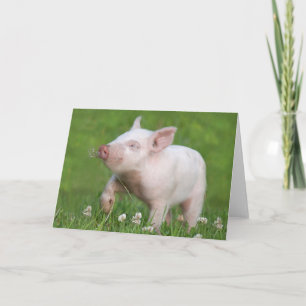 Tarjeta Un piglet blanco lindo huele una flor