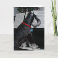 Un Schnauzer en miniatura en el piano