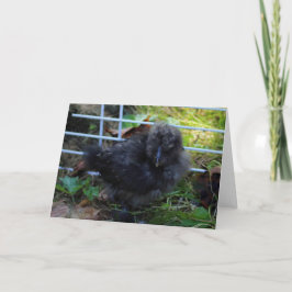 Tarjeta Un Silkie Bebé