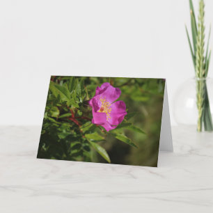 Tarjeta Un solo Rosa salvaje