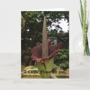Tarjeta Una flor del cadáver para usted.