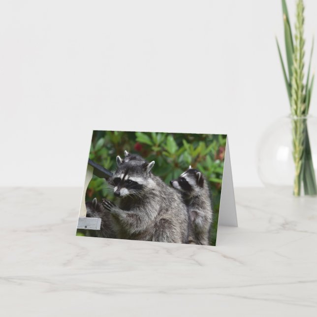 Tarjeta Una Mamá Raccoon y su bebé (Anverso)