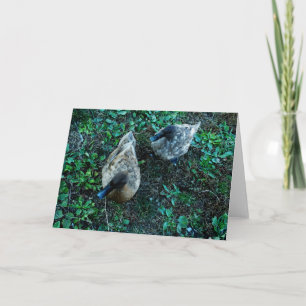 Tarjeta "Una paradoja" - Un par de patos entre hojas verde