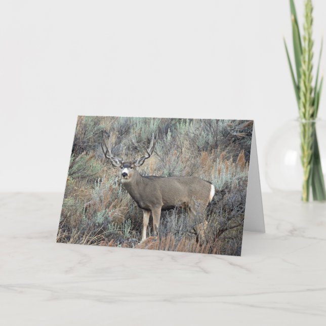 Tarjeta Utah mule deer buck (Anverso)