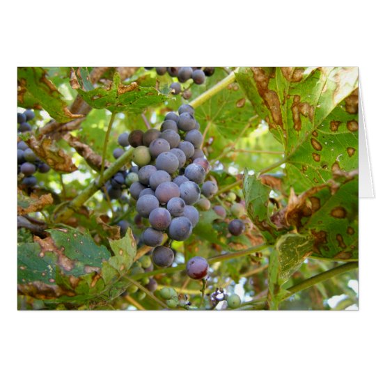 Tarjeta Uvas salvajes