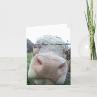 Tarjeta vaca curiosa