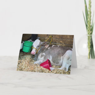 Tarjeta Vaca de cumpleaños en un corral de granero con cub