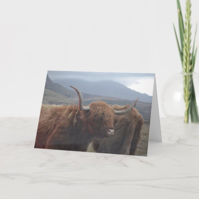 Tarjeta Vaca Highland (Anverso)