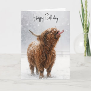 Tarjeta Vaca Highland de cumpleaños lamiendo copos de niev
