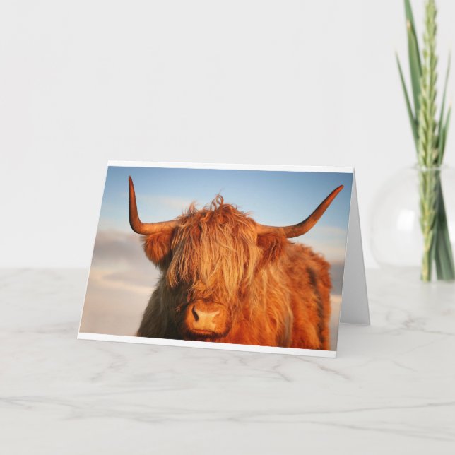 Tarjeta Vaca Highland de Escocia (Anverso)