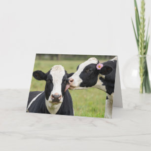 Tarjeta Vaca Holstein besándose en el aniversario en el pr