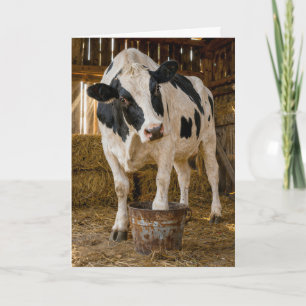 Tarjeta Vaca Holstein de cumpleaños parada en un cubo oxid