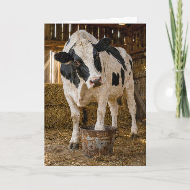 Tarjeta Vaca Holstein de cumpleaños parada en un cubo oxid (Anverso)