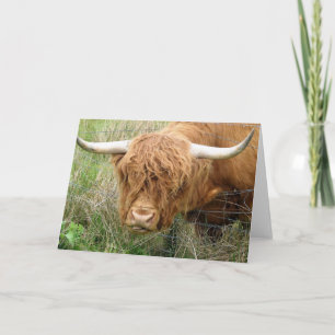 Tarjeta Vaca lanuda de la montaña