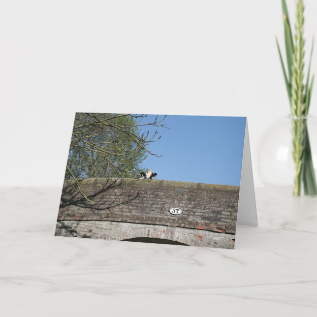 Tarjeta Vaca que mira sobre el canal Notecard de (Anverso)