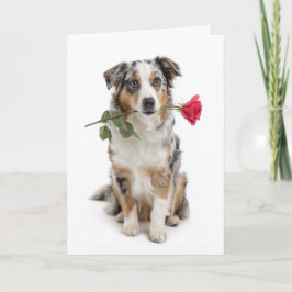 Tarjeta Valentín Aussie Merle Azul