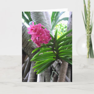 Tarjeta Valle de Iao - Maui, Hawaii