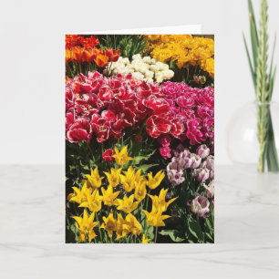 Tarjeta Variedad de Tulipanes