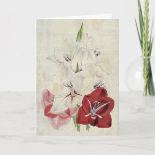 Tarjeta Variedades botánicas de Gladiolus